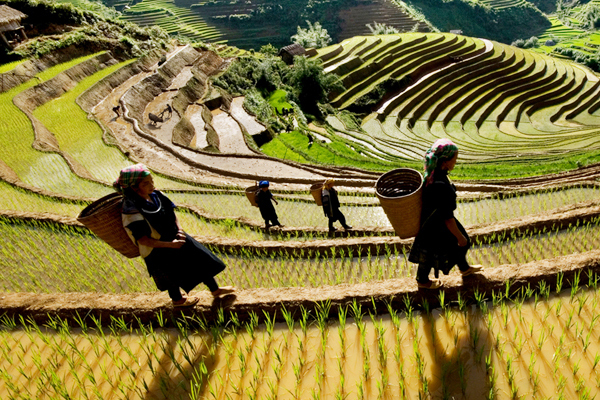 SAPA TREK HOMESTAY 2 DAY 1 NIGHT